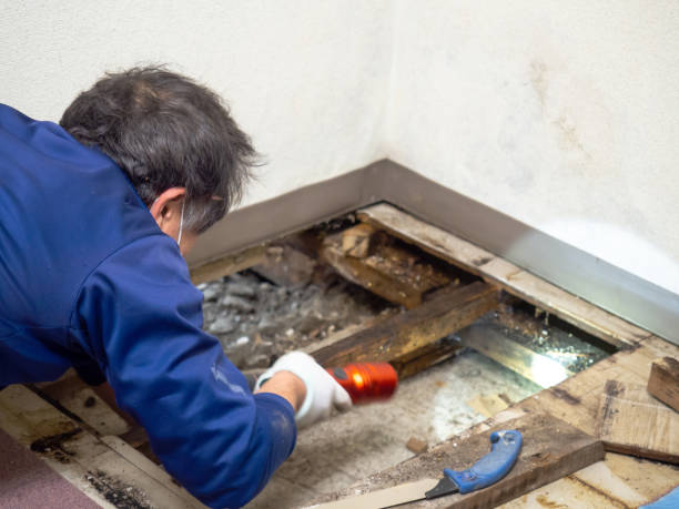 Best Attic Mold Remediation in Cle Elum, WA