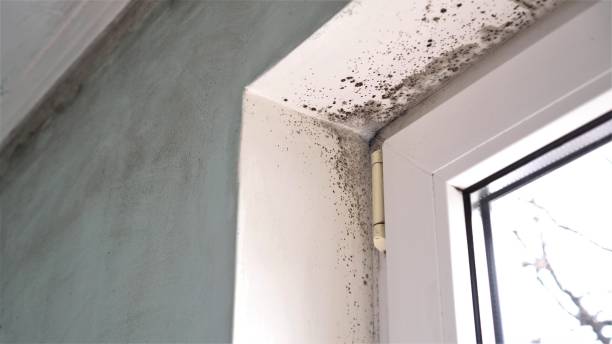 Best Commercial Mold Remediation in Cle Elum, WA