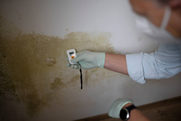 Best DIY Mold Remediation Support Services in Cle Elum, WA