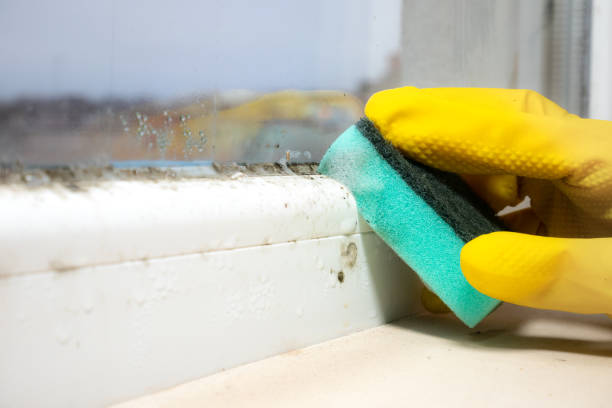 Best Kitchen Mold Remediation in Cle Elum, WA