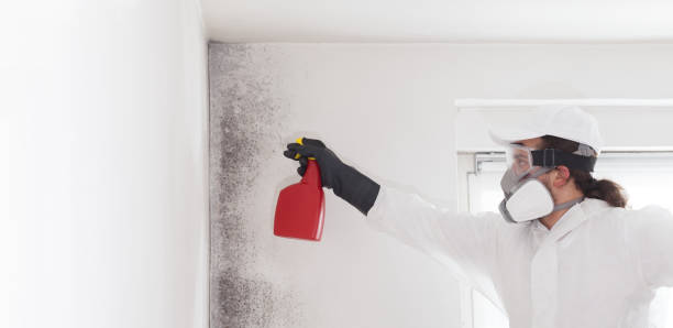 Best White Mold Remediation in Cle Elum, WA