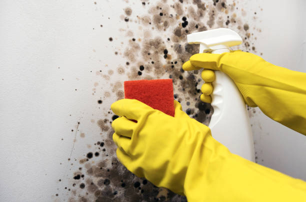 Best Post-Flood Mold Remediation in Cle Elum, WA