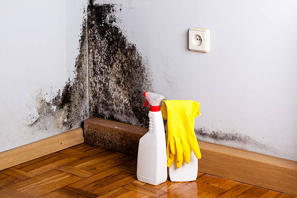 Best Mold Remediation for Schools in Cle Elum, WA