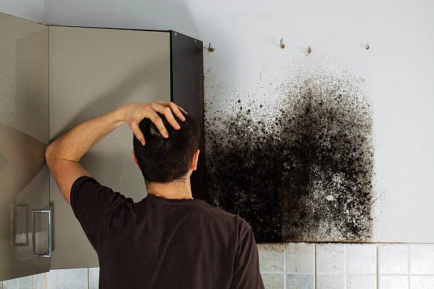 Best Residential Mold Remediation in Cle Elum, WA