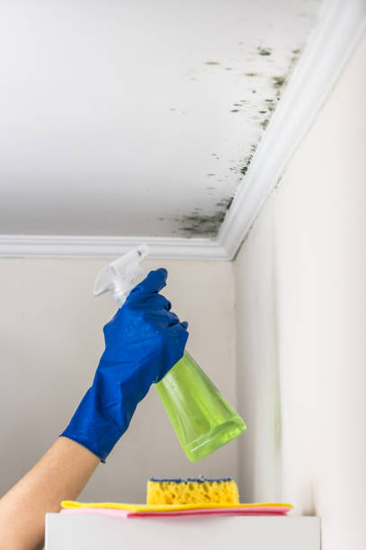 Best Black Mold Remediation in Cle Elum, WA