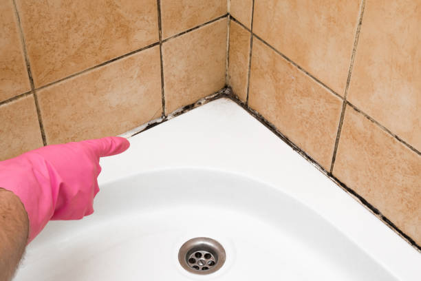 Best Insurance-Related Mold Remediation in Cle Elum, WA